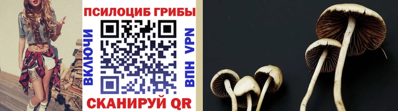 Купить закладки  Астрахань  Галлюциногенные грибы прущие грибы 